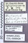 Etikette zu Glyphonyx pallidipes (Miwa, 1934) (NHMW-ZOO-COL-0008428)